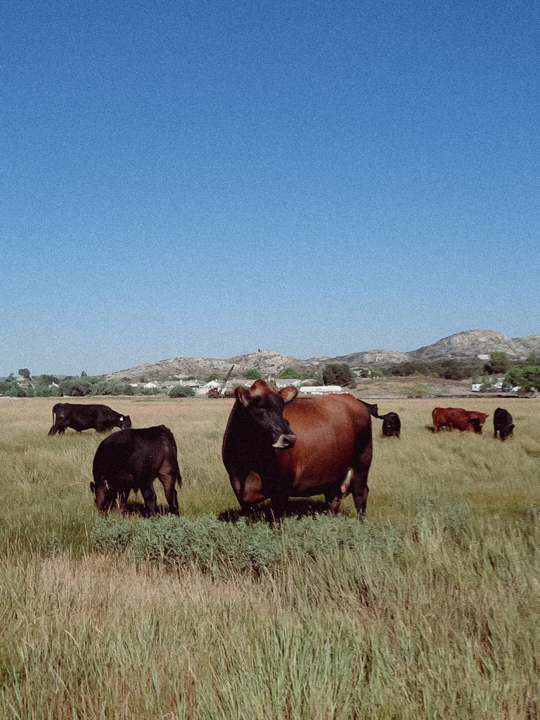 Campo Creek Cattle Company